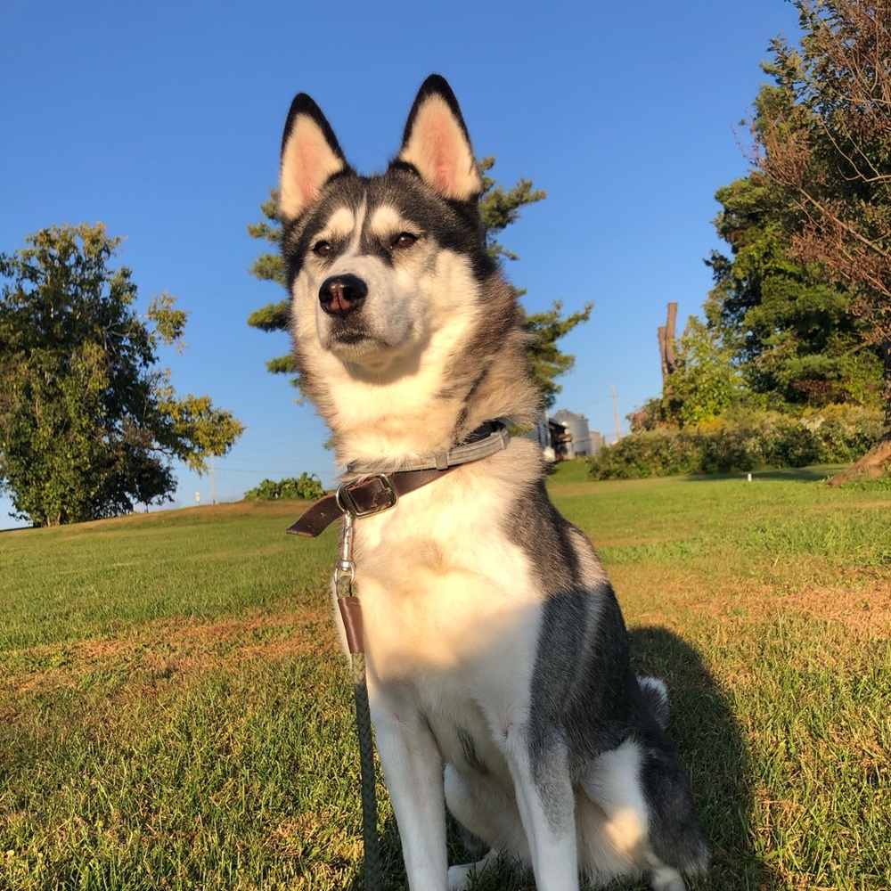 Meet your Posher, Krissie